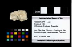 Foto (Objekt + Etikett) von Decapoda indet.  (NHMW-GEO-1990-0041-2700)